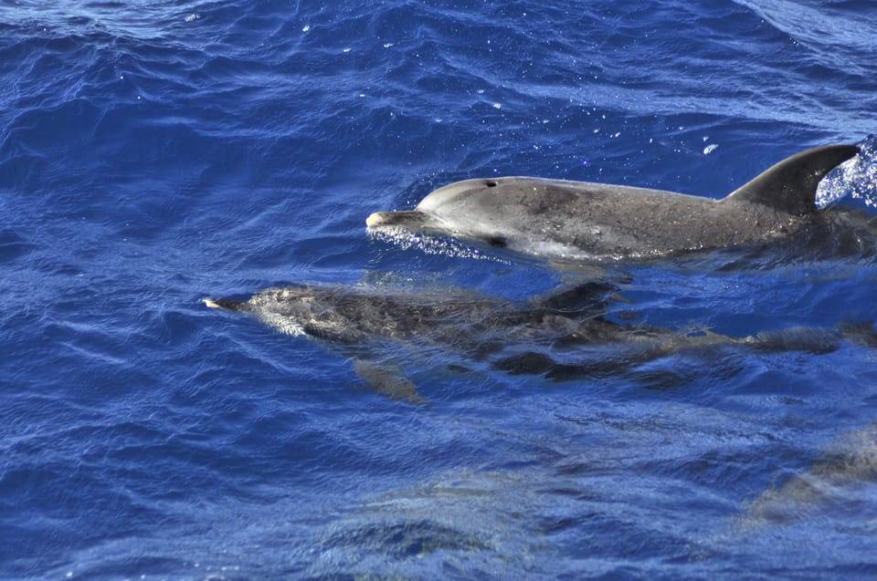 Dolphin and Whale Watching by Speedboat