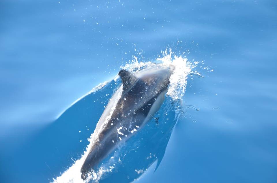 Dolphin and Whale Watching by Speedboat