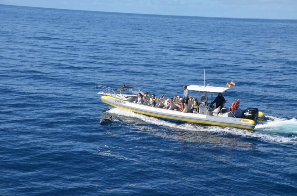 Dolphin and Whale Watching by Speedboat