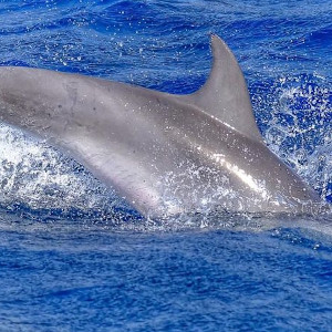 Dolphin and Whale Watching Tour from Morro Jable