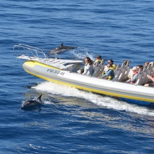 Dolphin and Whale Watching by Speedboat (09:30)