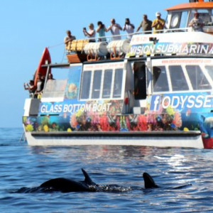 Sailing with Snorkelling and Dolphin Watching (15:30)