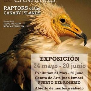 Raptors of the Canary Islands 2018