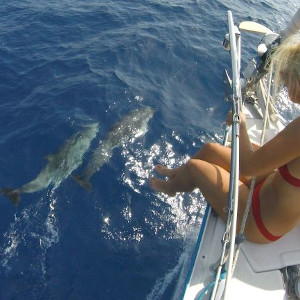 Sailing with Snorkelling and Dolphin Watching