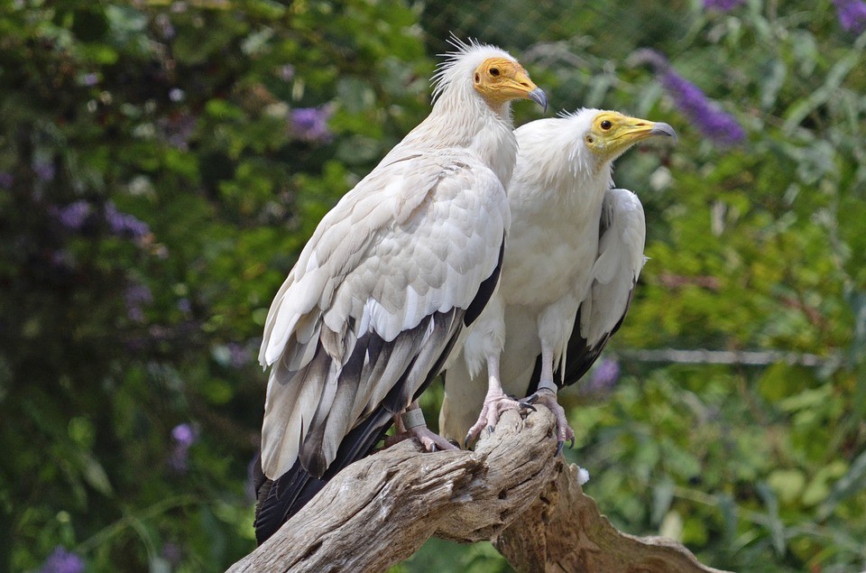 Egyptian Vulture Fuerte Guide