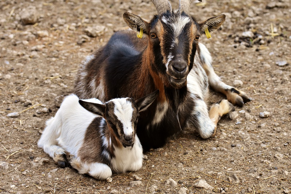 Pildiotsingu majorera goats tulemus