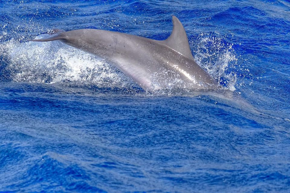 Dolphin and Whale Watching Tour from Costa Calma