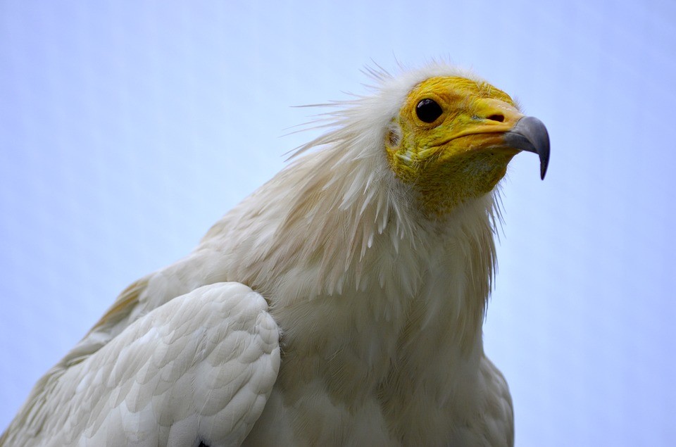 Egyptian Vulture Fuerte Guide