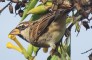 Spanish Sparrow in Fuerteventura