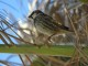 Spanish Sparrow in Tindaya, Fuerteventura