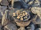 Grilled Limpets or Lapas Grilled Limpets or Lapas