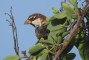 Spanish Sparrow at El Cotillo, Fuerteventura