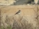 Spotted Flycatcher in El Cotillo,Fuerteventura