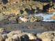 Curlew at Los Lagos beach in El Cotillo feeding at low tide
