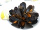 Mussels at Waikiki