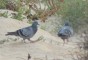 Rock Doves in Fuerteventura
