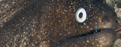 Black Moray Eel or Morena negra