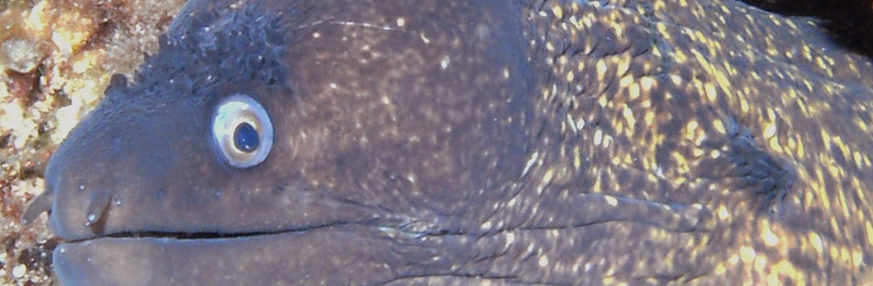 Mediterranean Moray Eel or Morena pintada