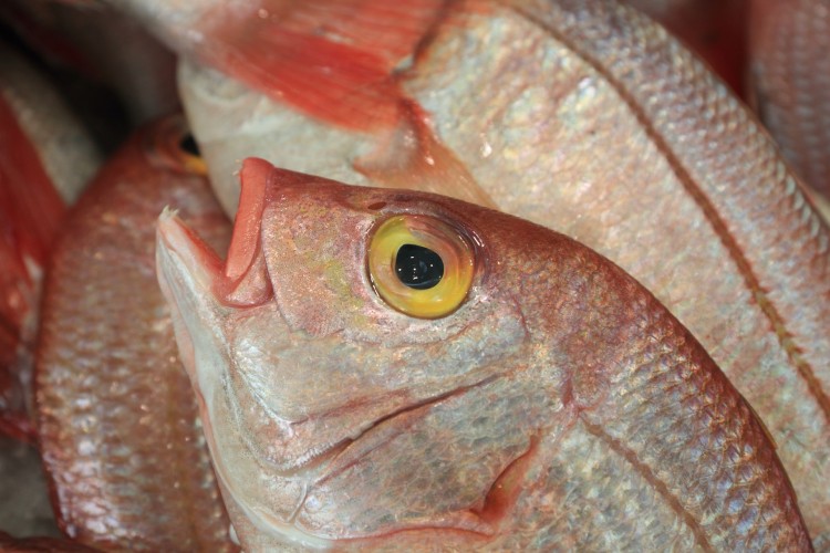 Fuerteventura Minimum Fish sizes and Rules