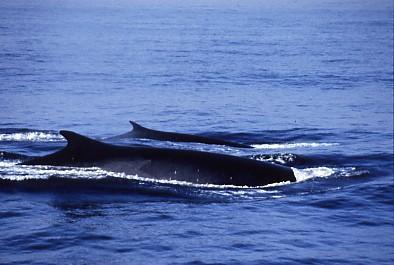 Fin whales