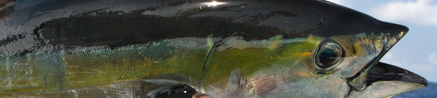 Yellowfin Tuna or Rabil