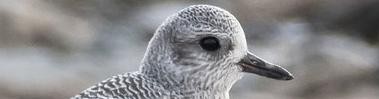 Grey Plover