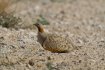 Black-bellied Sandgrouse