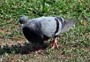 Rock Dove