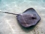 stingray-2327987_1920