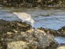 Grey Plover in El Cotillo, Fuerteventura