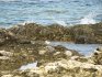 Grey Plover in El Cotillo, Fuerteventura