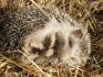 North African hedgehog