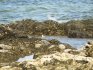 Grey Plover in El Cotillo, Fuerteventura