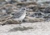 Grey Plover