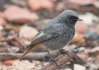 Black Redstart