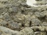 Red-veined darter in in El Cotillo, Fuerteventura