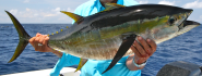 Yellowfin Tuna or Rabil