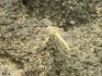 Red-veined darter in in El Cotillo, Fuerteventura