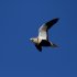 Black-bellied Sandgrouse