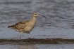 Whimbrel