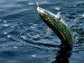 Atlantic Chub Mackerel or Caballa