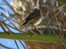 Spanish Sparrow in Tindaya, Fuerteventura