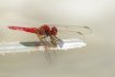 Red-veined darter