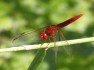 Scarlet Darter