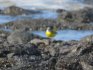 Grey Wagtail in El Cotillo, Fuerteventura