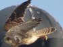 Kestrel in El Cotillo