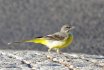 Grey Wagtail