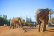 Oasis Wildlife and Elephant Experience