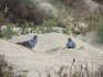 Rock Doves in Fuerteventura