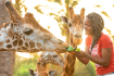 Oasis Wildlife and Giraffe Experience